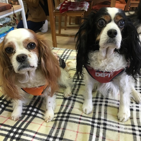 【今日の里帰りワンコ🐶キャバリアのモイリーちゃん💕＆フランちゃん💕】
